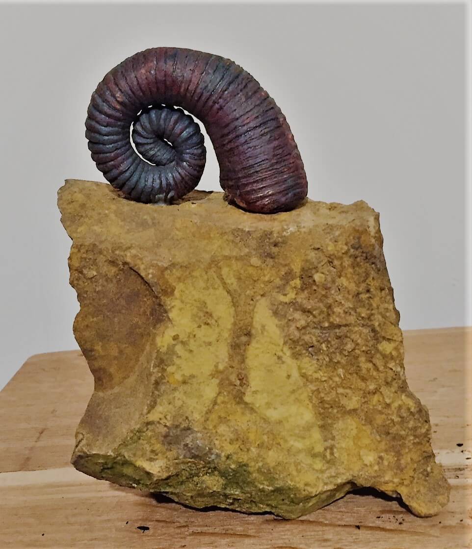 Ammonit Keramik 1